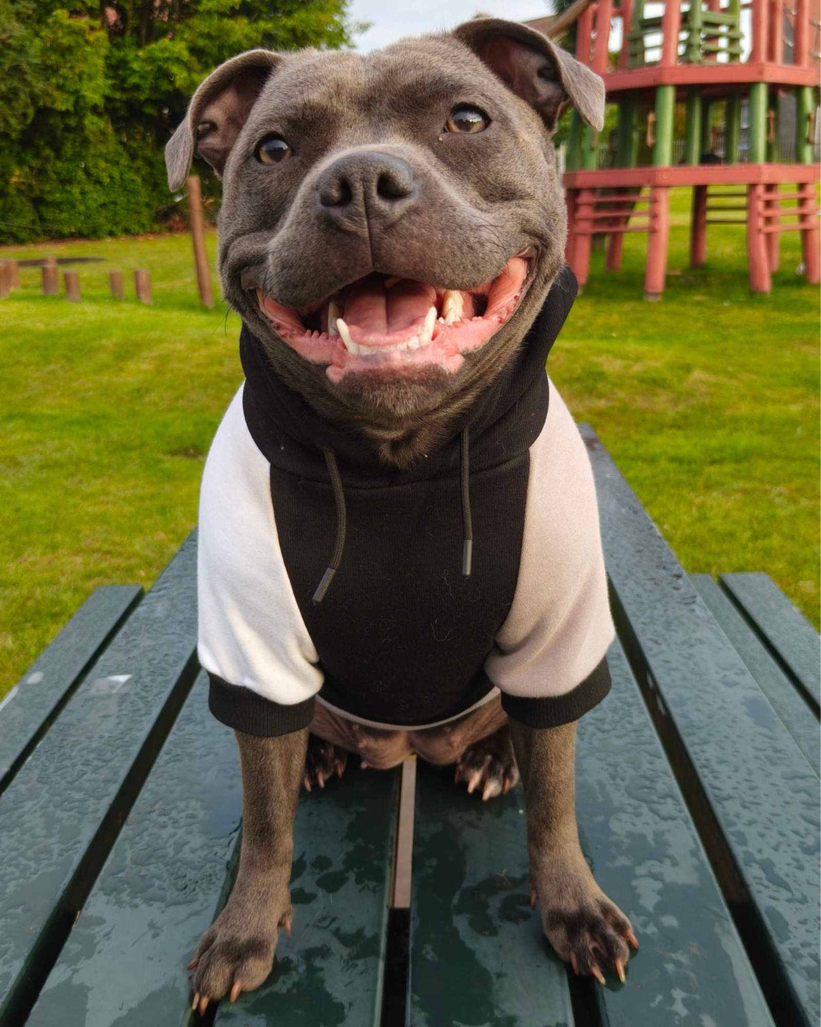 Dog Hoodies & Fleece Clothing UK | MODAPAWS