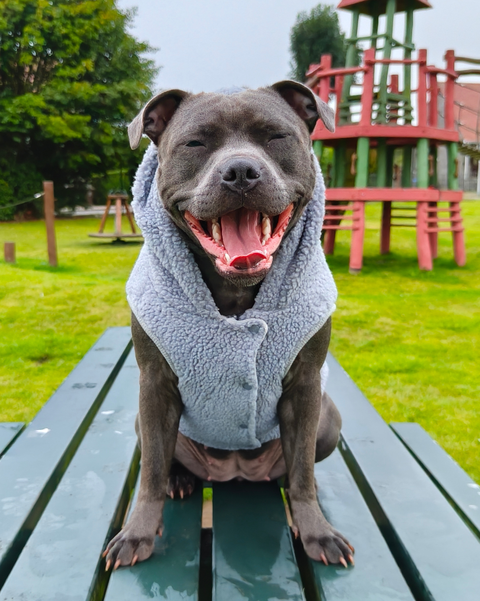Dog Hoodies & Fleece Clothing UK | MODAPAWS