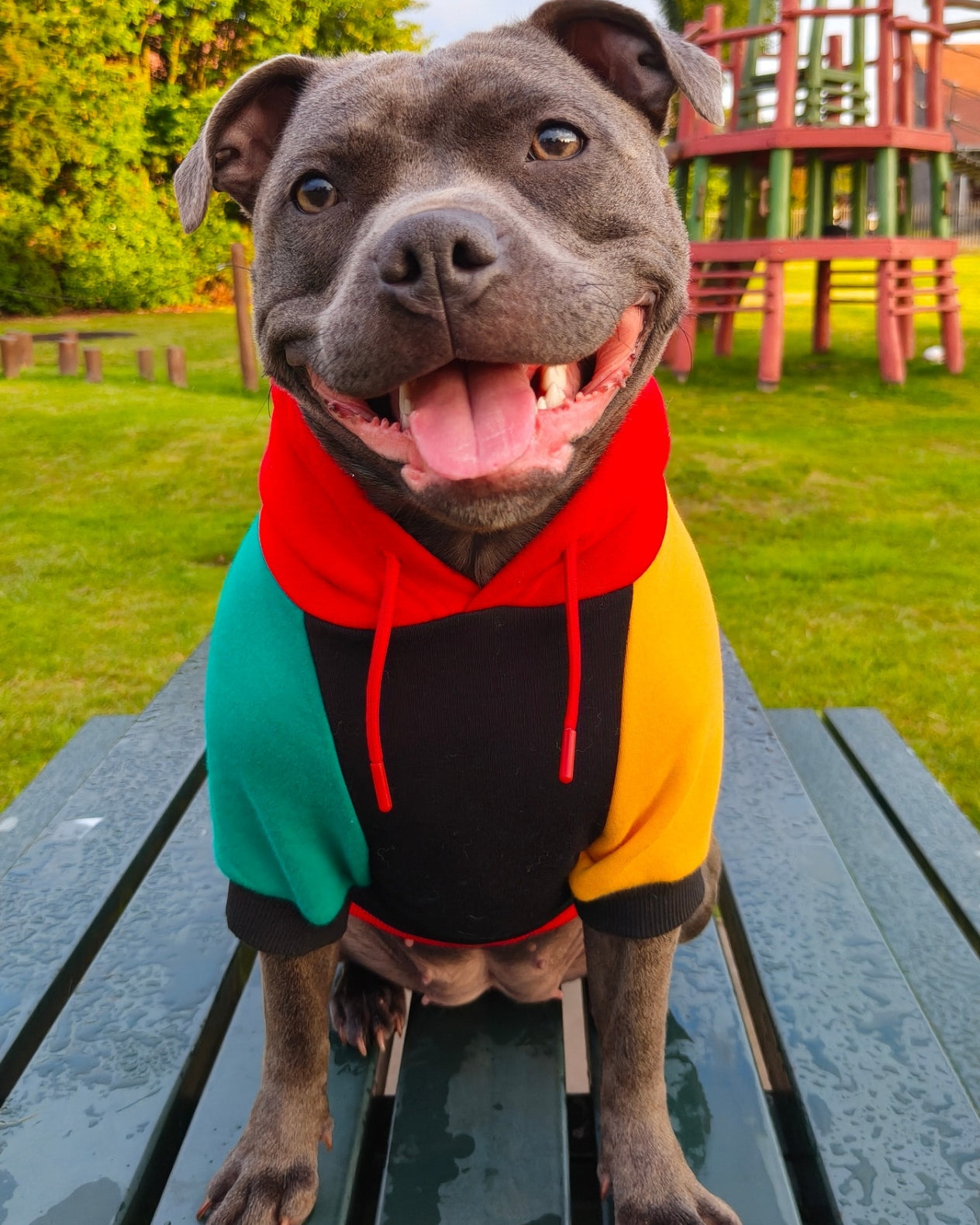 Dog Hoodies & Fleece Clothing UK | MODAPAWS