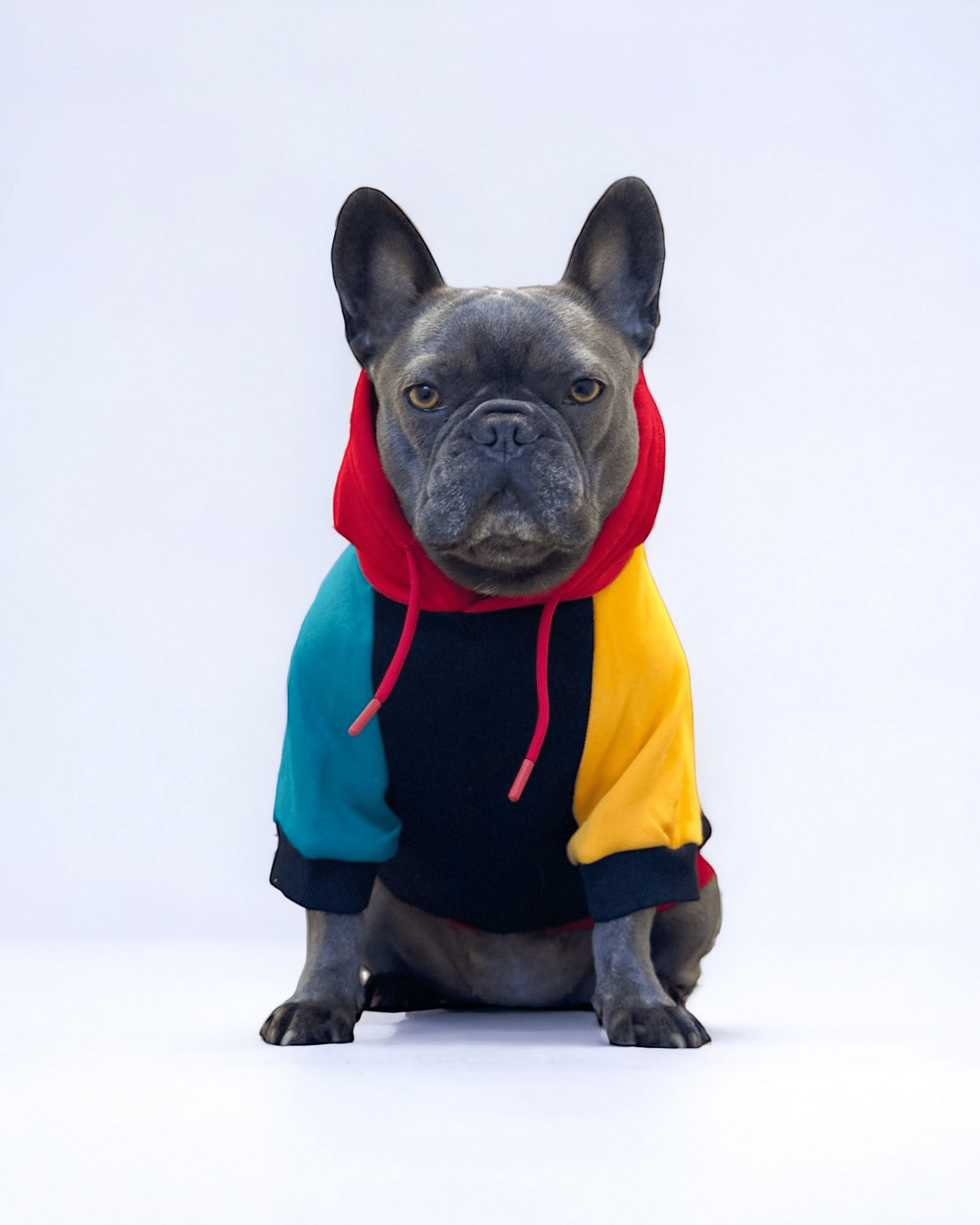 Hounds Of Harlem Hoodie - MODA PAWS
