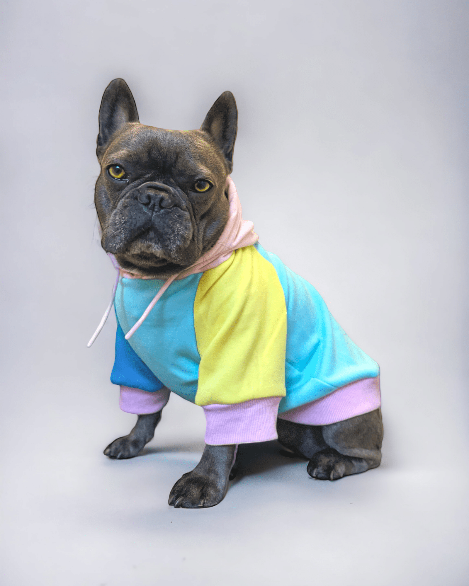 New Orleans Hoodie - MODA PAWS