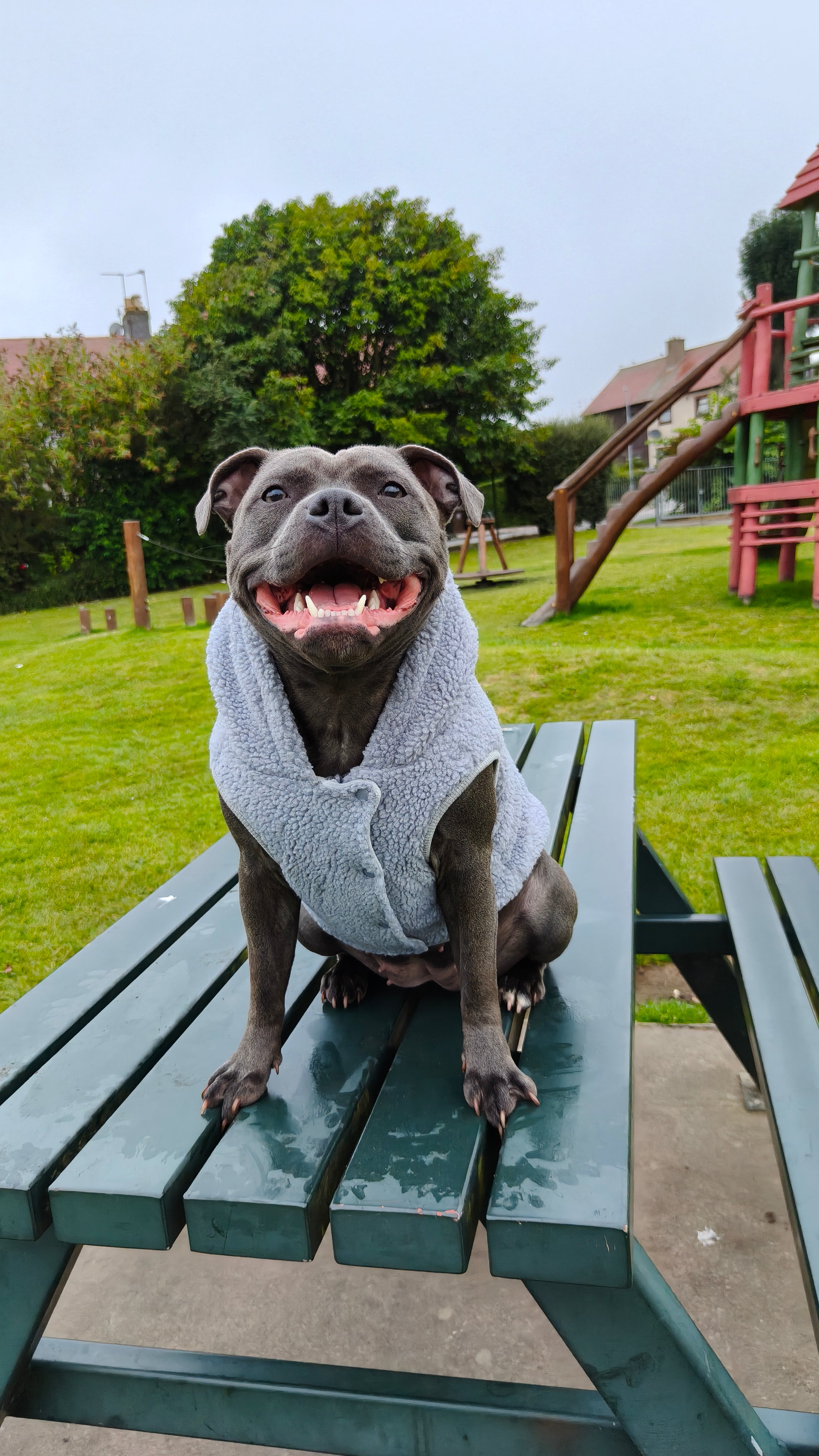Dog Hoodies & Fleece Clothing UK | MODAPAWS