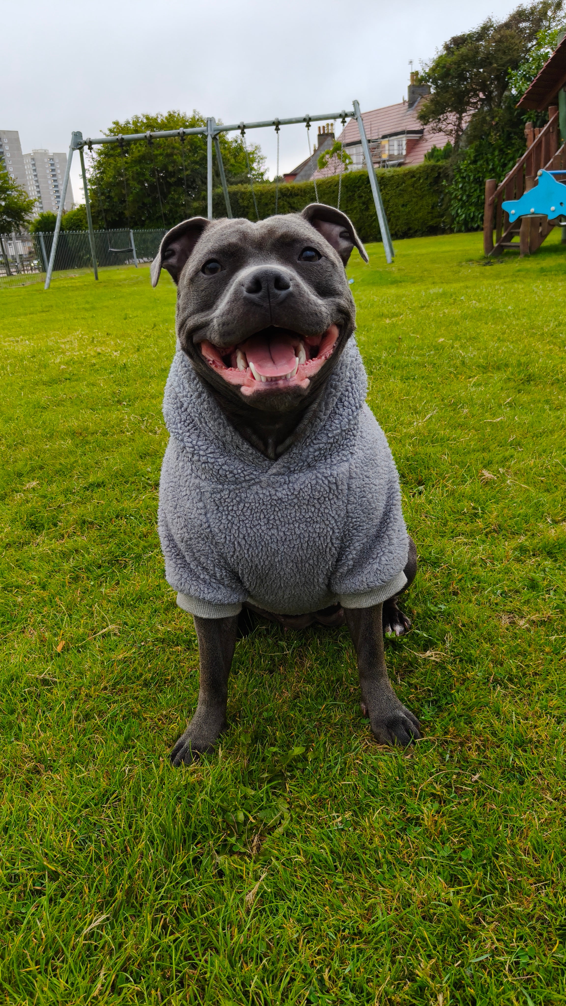 Dog Hoodies & Fleece Clothing UK | MODAPAWS