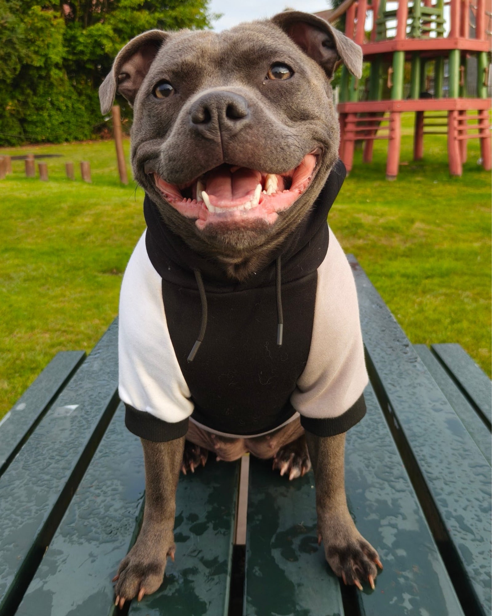 Dog Hoodies & Fleece Clothing UK | MODAPAWS