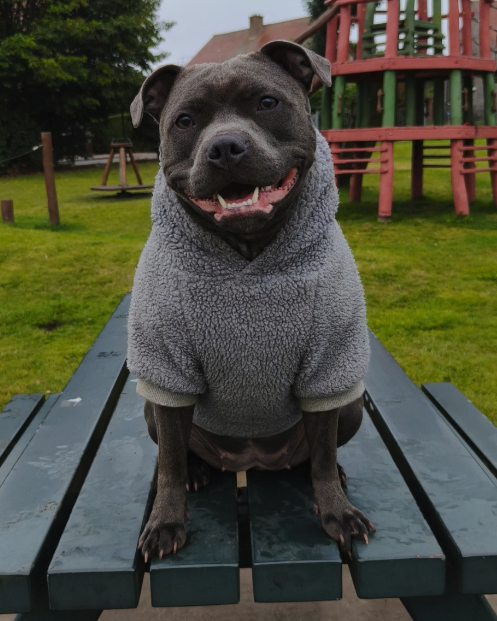 Dog Hoodies & Fleece Clothing UK | MODAPAWS