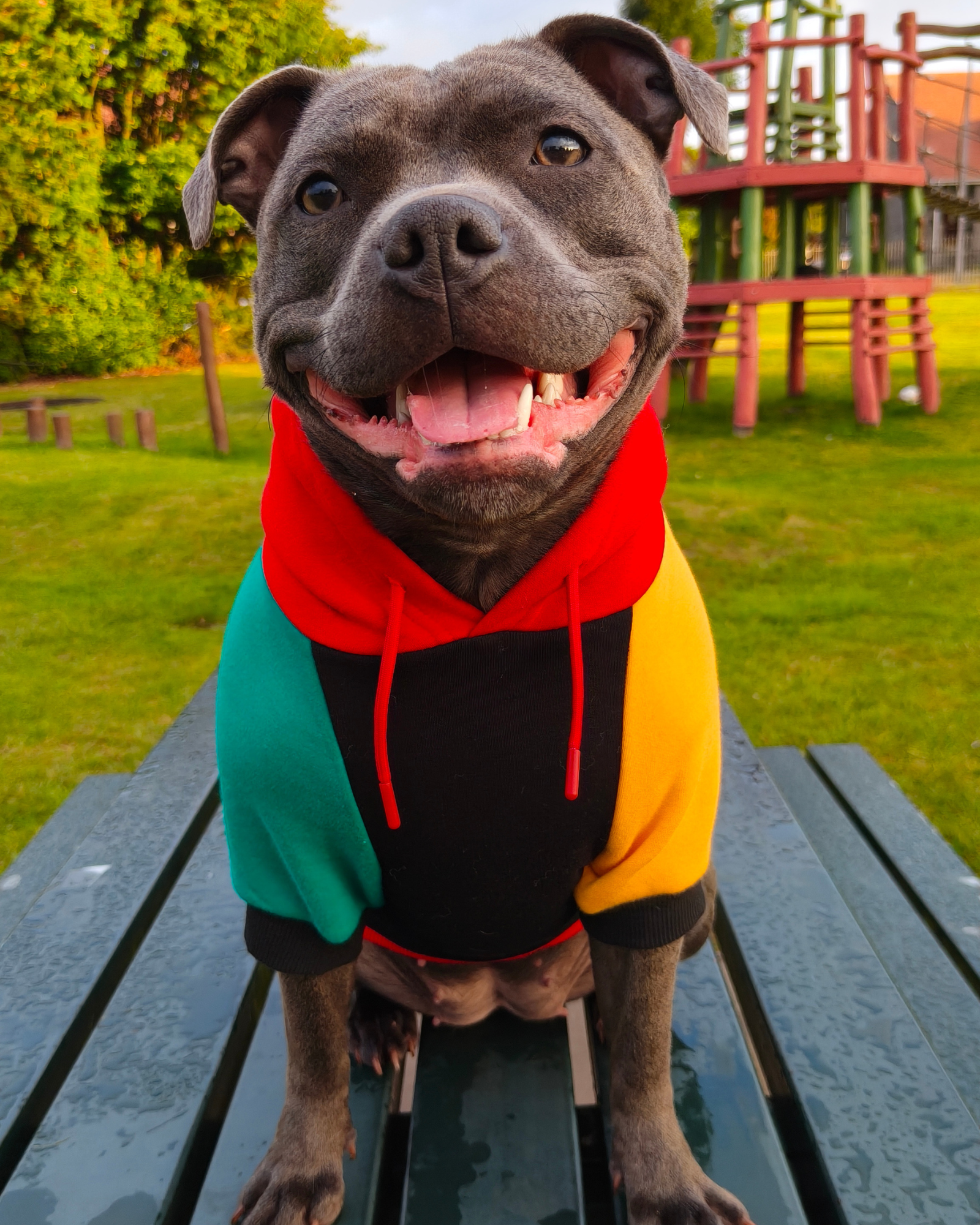 Dog Hoodies & Fleece Clothing UK | MODAPAWS