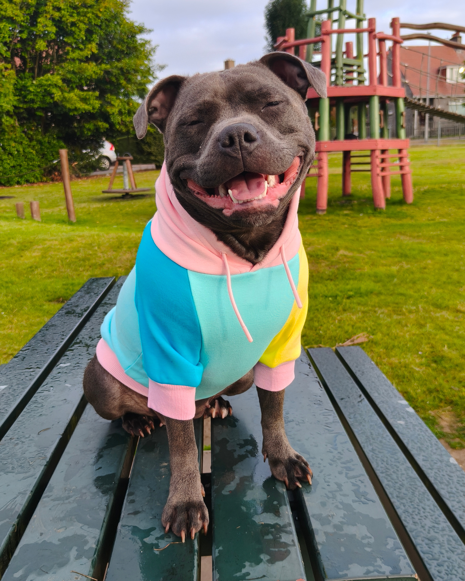 Dog Hoodies & Fleece Clothing UK | MODAPAWS