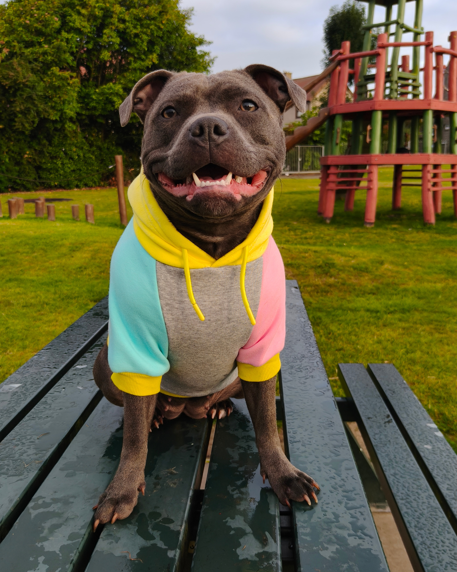 Dog Hoodies & Fleece Clothing UK | MODAPAWS