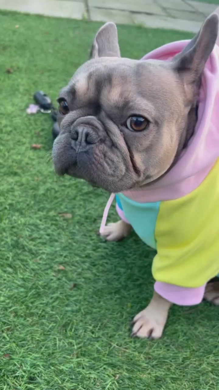 New Orleans Colour-Block Dog Hoodie | MODAPAWS