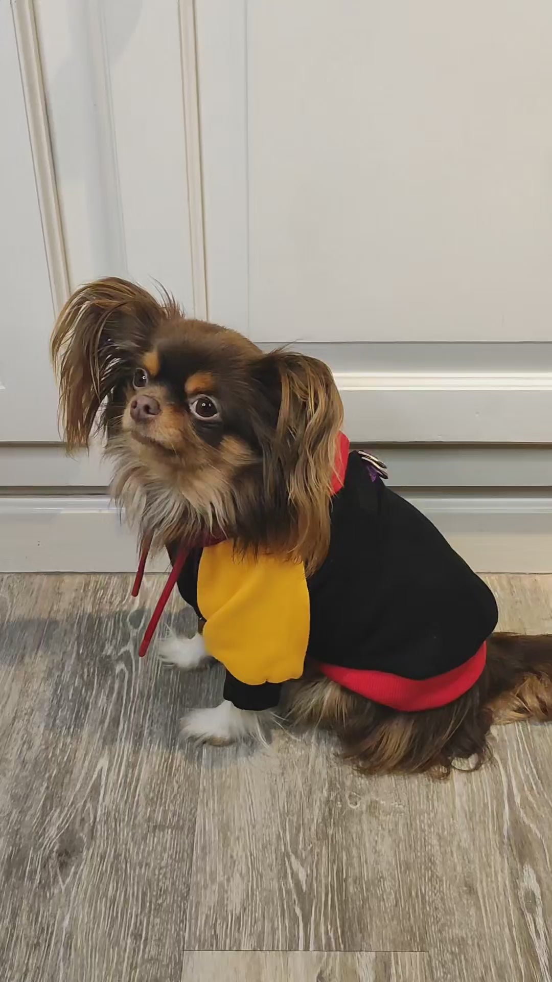 Hounds of Harlem Dog Hoodie | MODAPAWS
