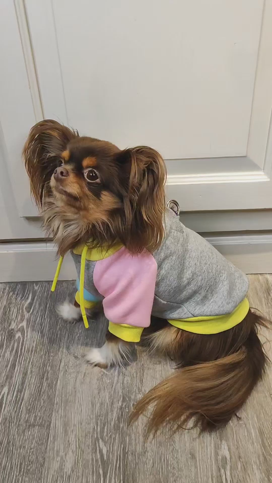 Mullahash Sally Dog Hoodie | MODAPAWS