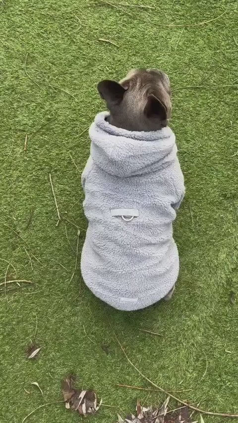 Teddy Fleece Dog Hoodie | MODAPAWS
