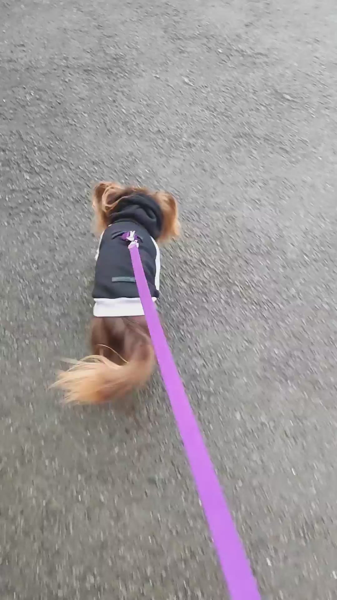 Clockwork Prince Dog Hoodie | MODAPAWS