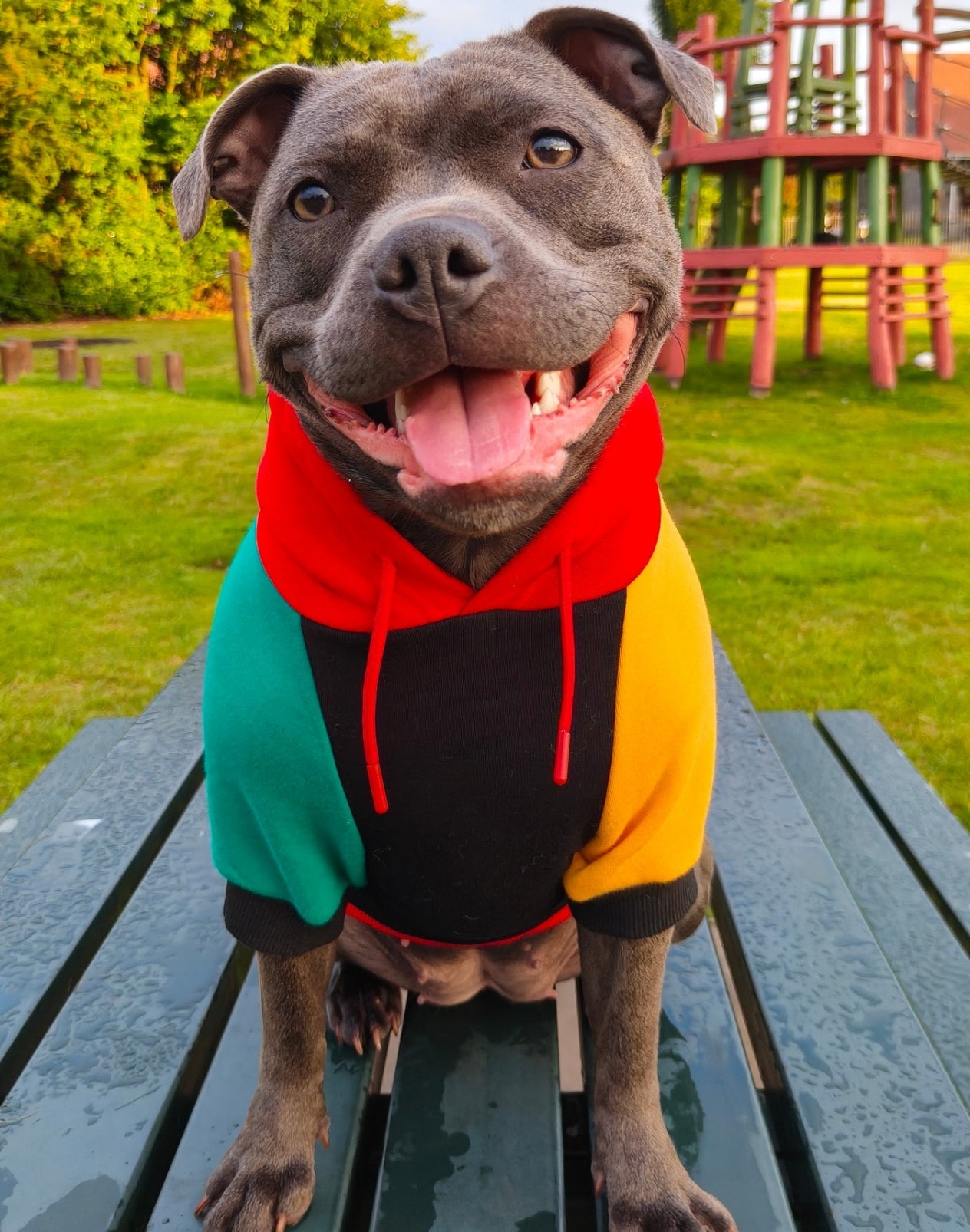 Dog Hoodies & Fleece Clothing UK | MODAPAWS