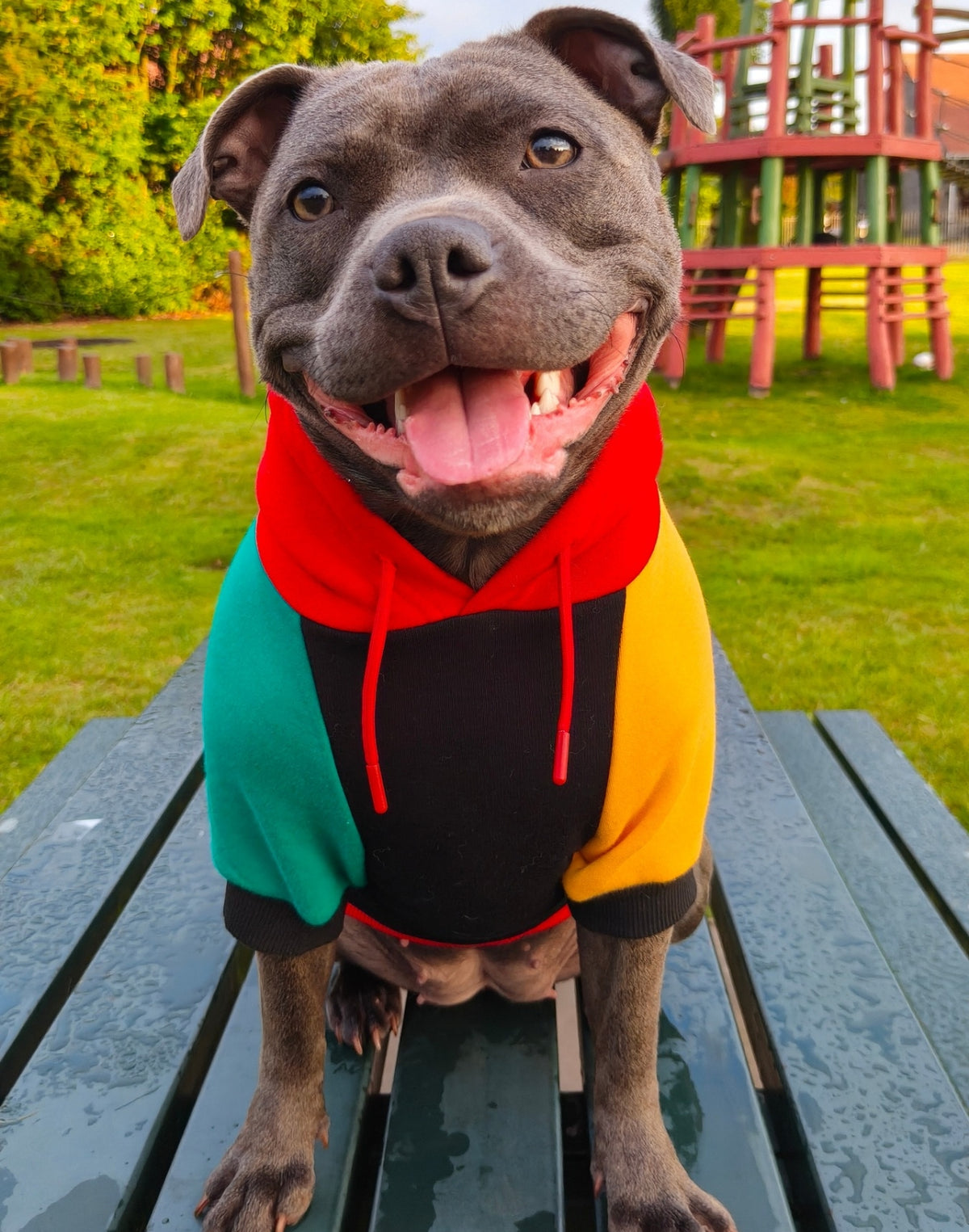 Hounds of Harlem Dog Hoodie | MODAPAWS